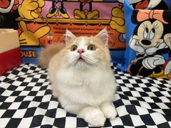-Pets First伊珊娜洗护·精致美容·家庭式寄养(新会路店)
