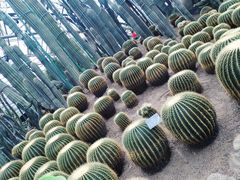 -南山植物园