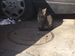 -萌兽医馆·犬猫专科·眼科中心·宠物医院(朝阳门分院)
