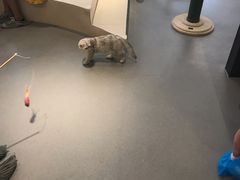 -飞行喵MR PILOT|猫舍·猫咖(静安大融城店)