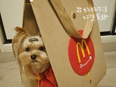 -宠爱多约克夏马尔济斯泰迪小型犬专卖
