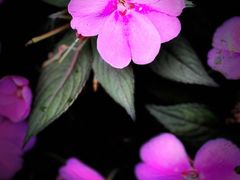 -庐山风景区花径公园