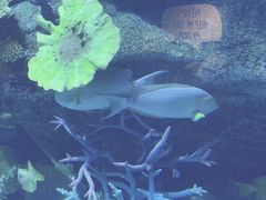 -暹罗海洋世界