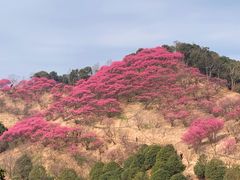 -新建村梅花