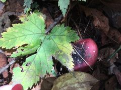 -峡谷浮石林景区