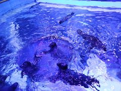 -上海海昌海洋公园