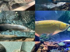 -上海海洋水族馆