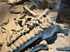 -自贡恐龙博物馆