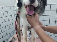 -猫狗日记·自助洗护·宠物寄养·售卖