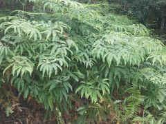 -海南热带雨林国家公园吊罗山景区