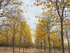 -天适樱花悠乐园