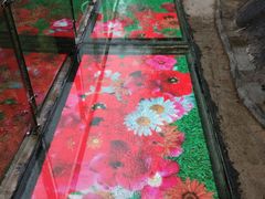 -九龙江国家森林公园