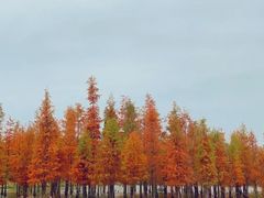 -白鹭湾湿地公园