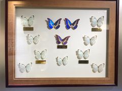 -上海昆虫博物馆