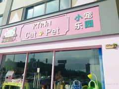 -70cat德文卷毛猫·缅因猫纯种猫舍