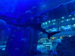 -成都浩海立方海洋公园