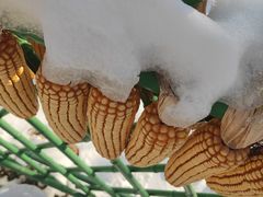 -采薇庄园四季滑雪场