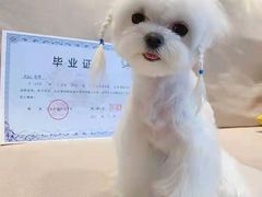 -北京京卫宠物寄养训练中心