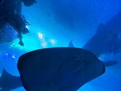-珠海长隆海洋王国