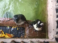 -新加坡飞禽公园