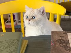 -喵屿·大理花园猫咖