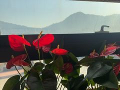 -粤点越有·茶点·粤菜(樵岭国际店)