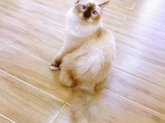-李小姐の猫咖啡馆(五角场店)