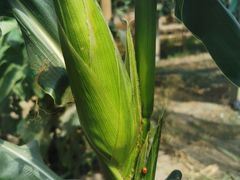 -马陆小张葡萄园农家乐