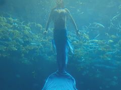 -涛·海底餐厅·美人鱼·自助餐·海底隧道(三亚海棠湾洲际度假酒店)