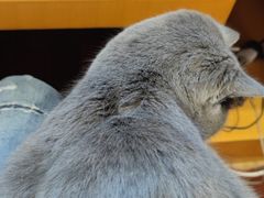 -关爱宠物医院·猫科中心·消化科(滨湖万达分院)