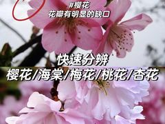-梅花山(明孝陵内)