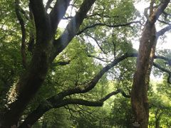 -普陀山风景区-佛顶山