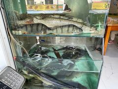 -煲来饱去冷水鱼