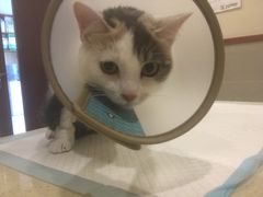 -艾贝尔宠物医院·24H转诊中心·肿瘤猫专科(江宁双龙店)