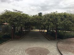 -嘉定紫藤园
