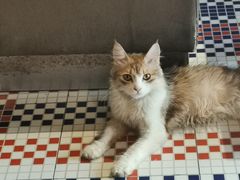 -犇一鲜老重庆火锅(华威大厦店)