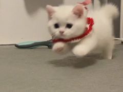 -爱侣宠医·鹦鹉专科·小型哺乳类·异宠专科(灵石路店)