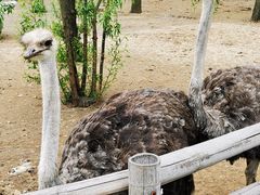 -大连森林动物园