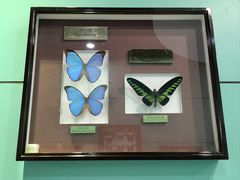 -上海昆虫博物馆