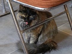 -猫小院猫主题咖啡厅(北锣店)