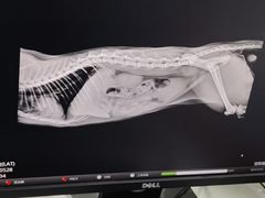 -宠颐生动物医院·心脏科·保险定点(锦阳分院)