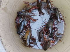 -同銮特种养殖场·龙虾垂钓