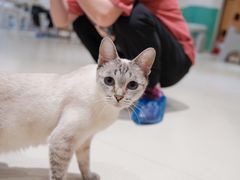 -藏猫猫咖啡主题馆(中央大道店)