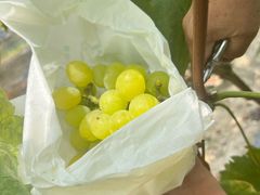 -马陆小张葡萄园农家乐