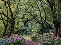 -上海滨江森林公园