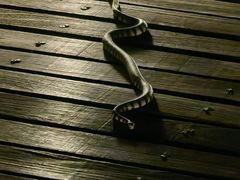 -卡帕莱度假村(西巴丹岛)