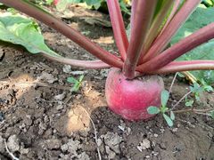 -庞各庄翠芳园西瓜蔬菜基地采摘园