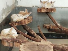 -大连森林动物园