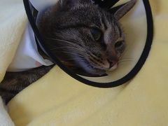 -关爱宠物医院·猫科中心·消化科(滨湖万达分院)