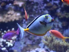 -西雅图水族馆